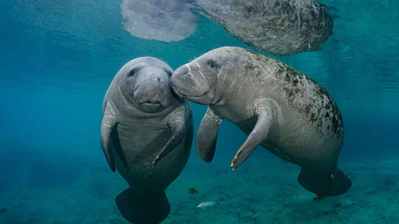 image for Manatees are no longer endangered, but we still have more work to do
