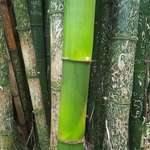 image for Bamboo that grew up during the pandemic without the effect of tourists' touch