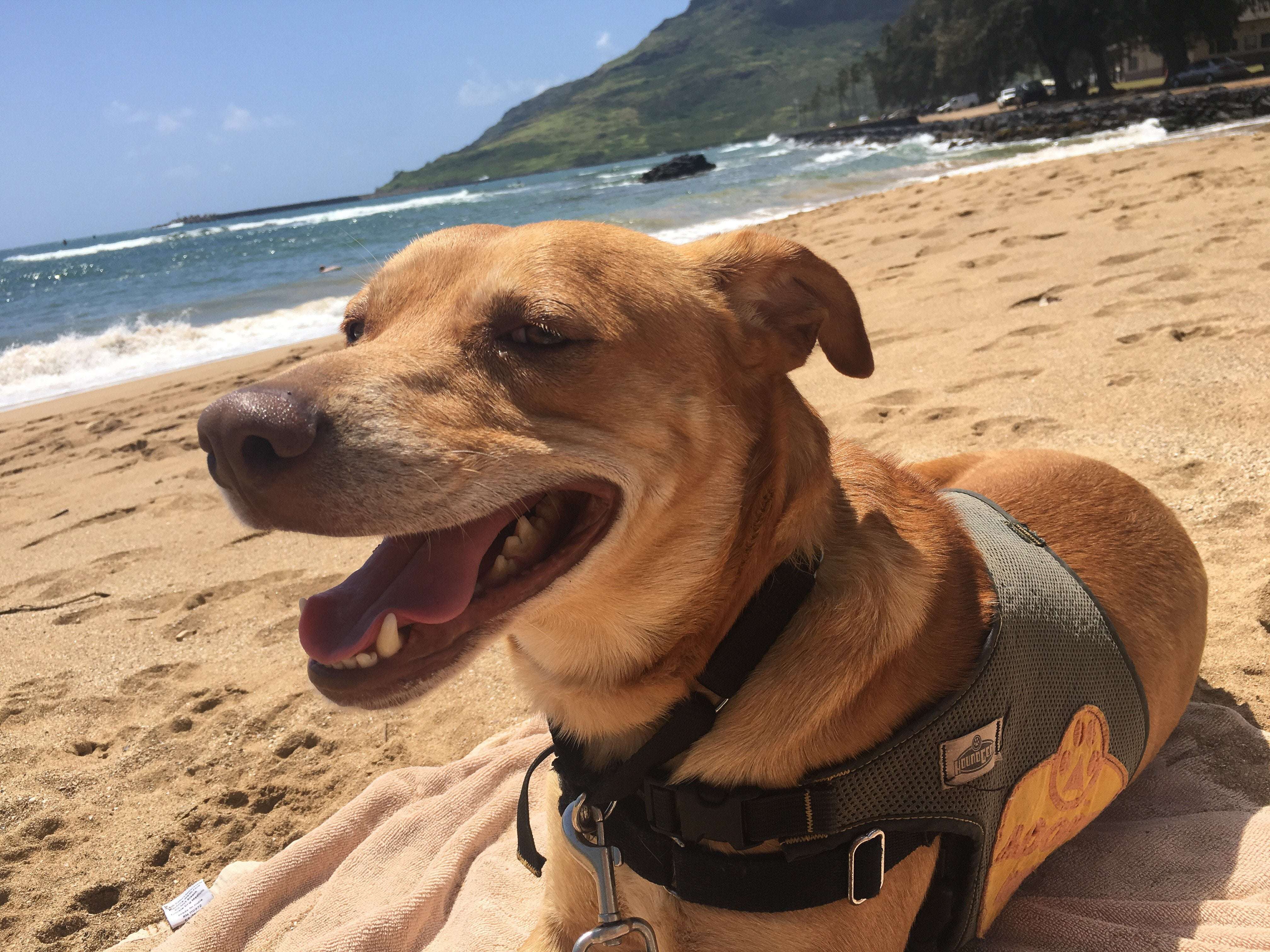 image for Take a Shelter Dog on a Field Trip During Your Visit to Kauai