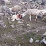 image for Sheep shows gratitude to the dog after saving them from a wolf attack.