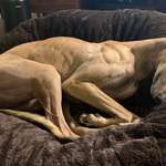 image for My greyhound’s musculature is weirdly visible when he lies down.