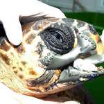 image for A loggerhead turtle got into a boating accident, resulting in the loss of a majority of its lower beak. Scientists gave it a new 3D printed titanium beak. It looks so badass. He is now a cyborg turtle.