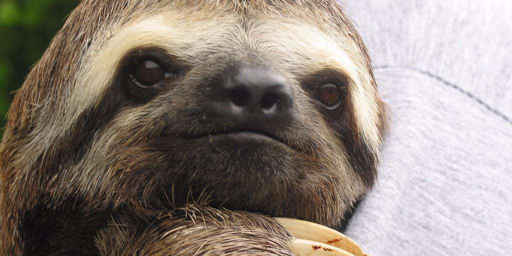 image for You won't believe the horror sloths go through every time they have to poop