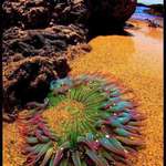 image for 🔥 Sea Anemone 🔥