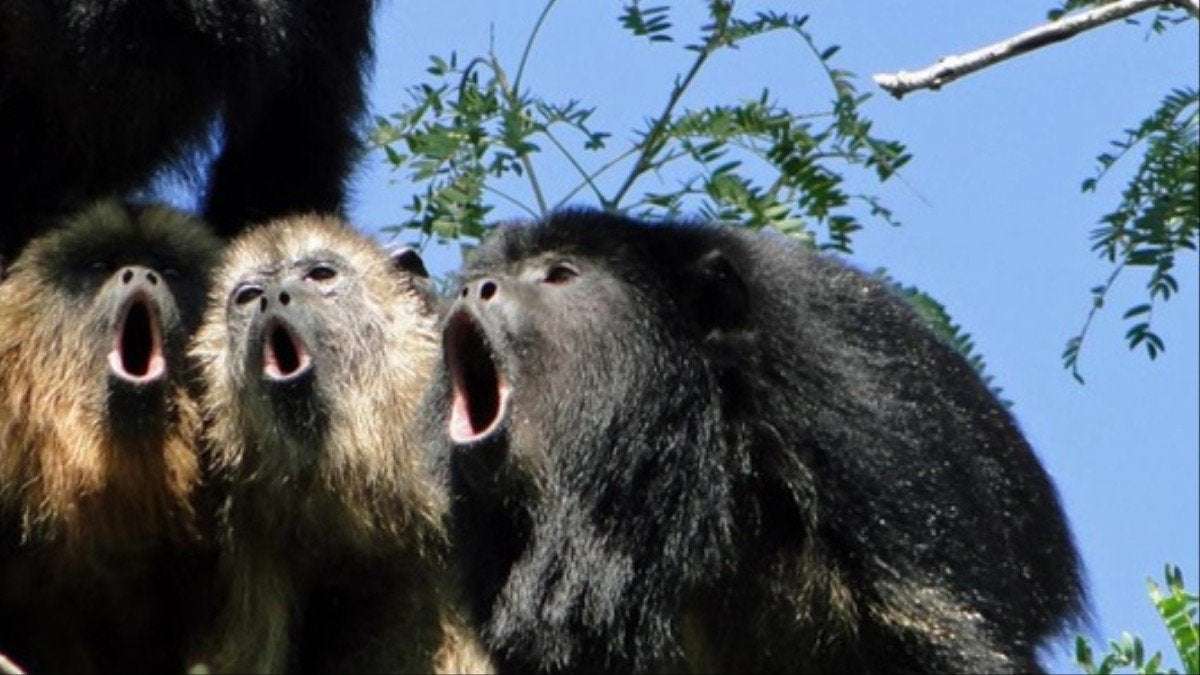 image for The Louder the Monkey, the Smaller Its Balls, Study Finds