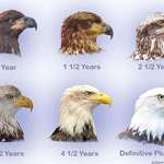 image for How to tell Bald Eagle age