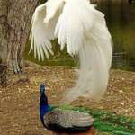 image for An albino peacock flying over a regular one, and it looks indeed his spirit or an out of body experience