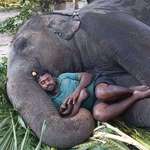image for An elephant and it's caretaker in an elephant orphanage