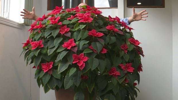 image for 'Crappy half-dead' poinsettia from grocery store just won't stop growing