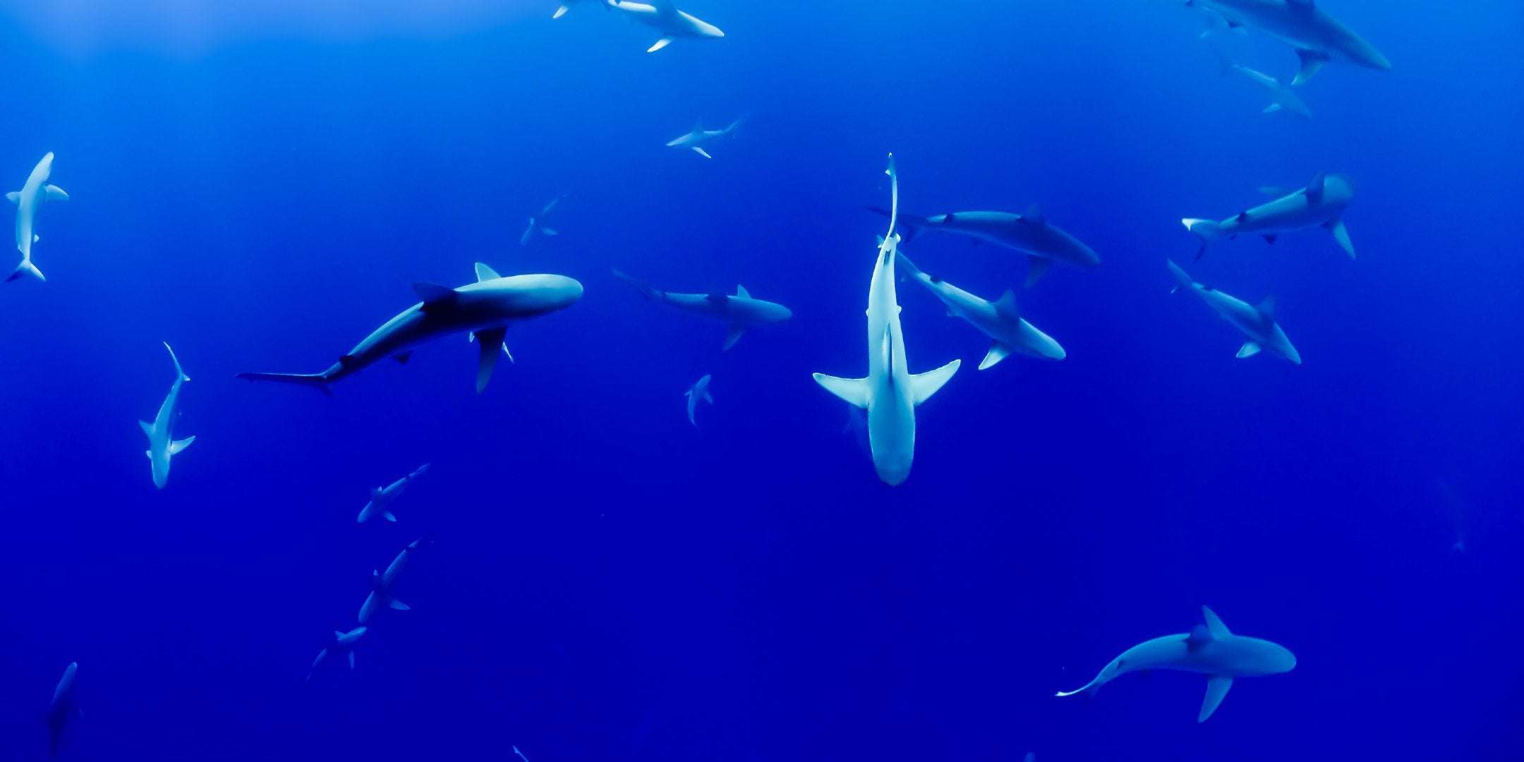 image for Ten interesting facts about sharks