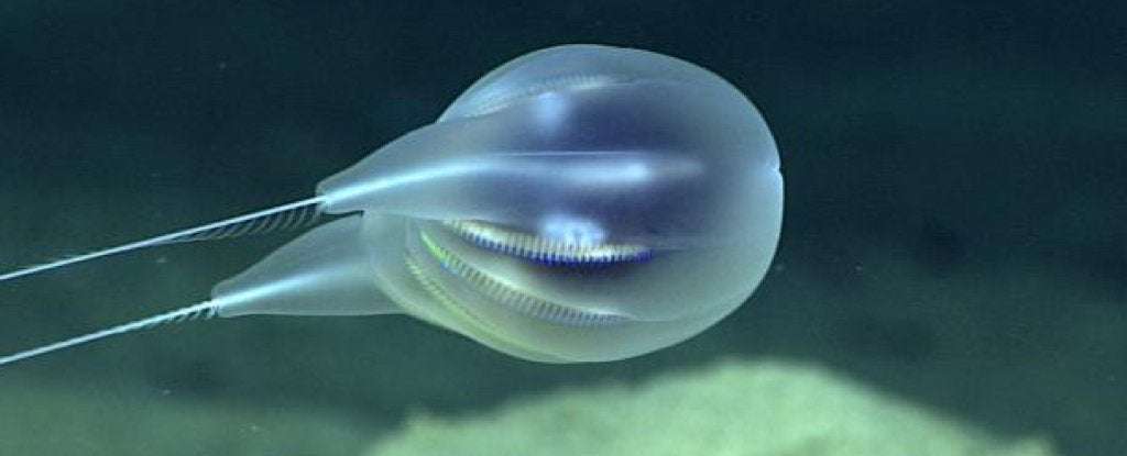 image for Scientists Confirm Entirely New Species of Gelatinous Blob From The Deep, Dark Sea