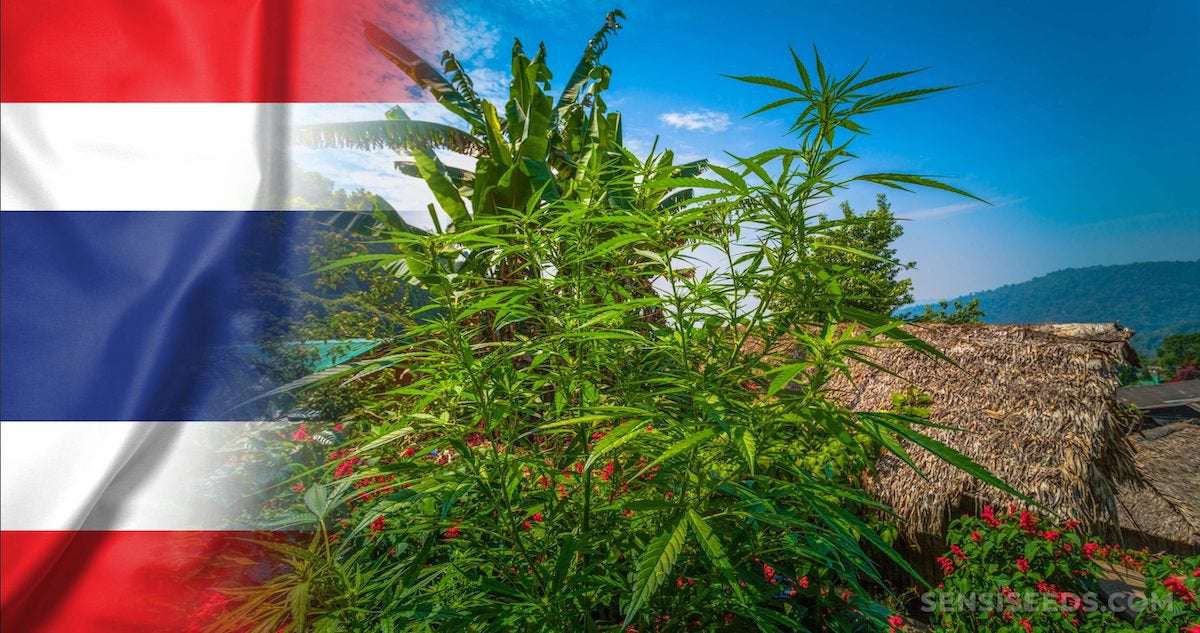 image for Thailand Removes Cannabis from Narcotics List