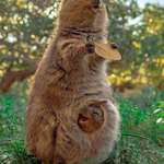 image for Happiness in Western Australia, home of the Quokka
