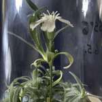 image for Scientists have managed to revive a plant from the Pleistocene in their vials! This guy is 32,000 years old.