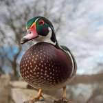 image for 🔥 Wood Duck