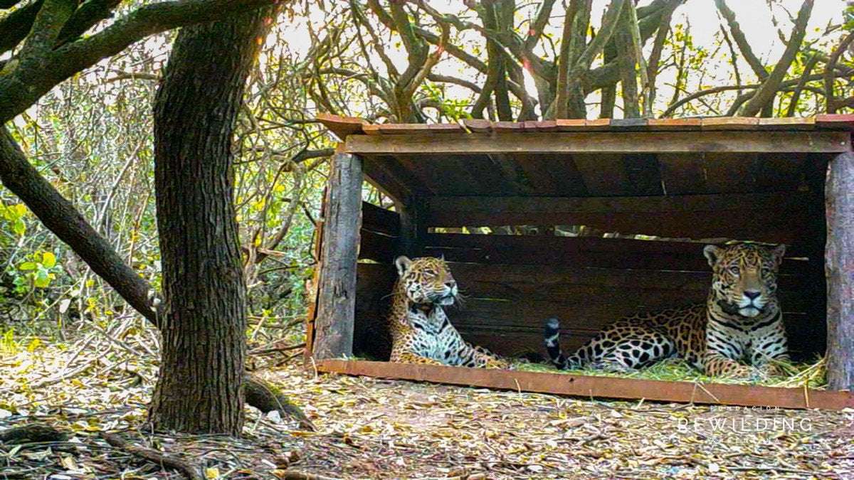 image for The Last Wild Jaguar in Argentina's El Impenetrable National Park Just Had Sex