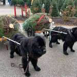 image for This Christmas tree farm has Newfies that will cart your tree to your car for you