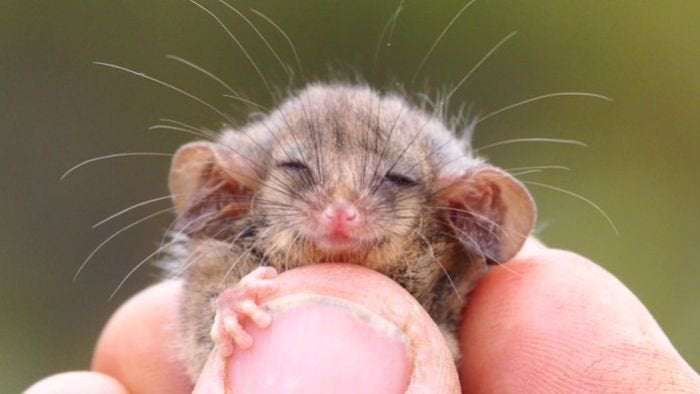 image for Little pygmy possum discovered on Kangaroo Island after fears bushfires had wiped them out