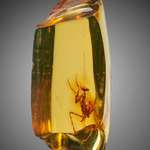 image for 🔥 A 12 million year old praying mantis encased in amber