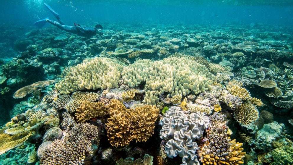 image for Great Barrier Reef has deteriorated to 'critical' level due to climate change