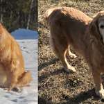 image for Two years and TONS of walks later, Shiloh has reached her target weight!!
