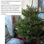 image for [UK] Christmas Tree Rental