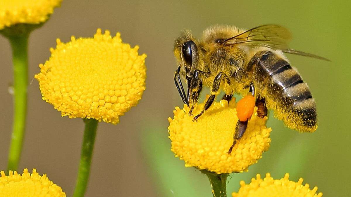 image for Bees in Australia are Getting Drunk on Fermented Nectar and Being Refused Re-Entry to the Hive
