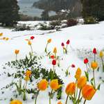 image for Tulips on snow.
