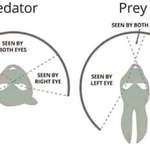 image for The difference in vision between predator and prey