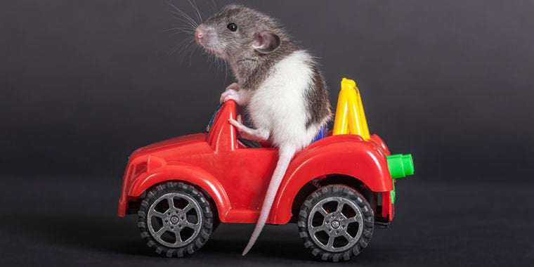 image for Rats love driving tiny cars, even when they don’t get treats