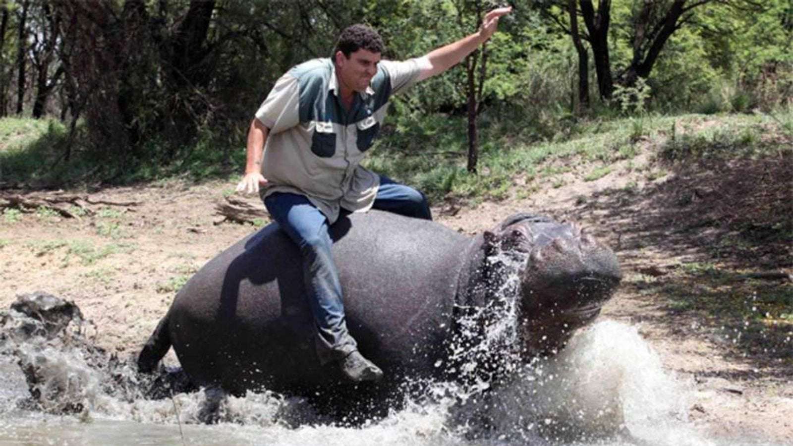image for Pet Hippo Humphrey Mauls His Owner To Death
