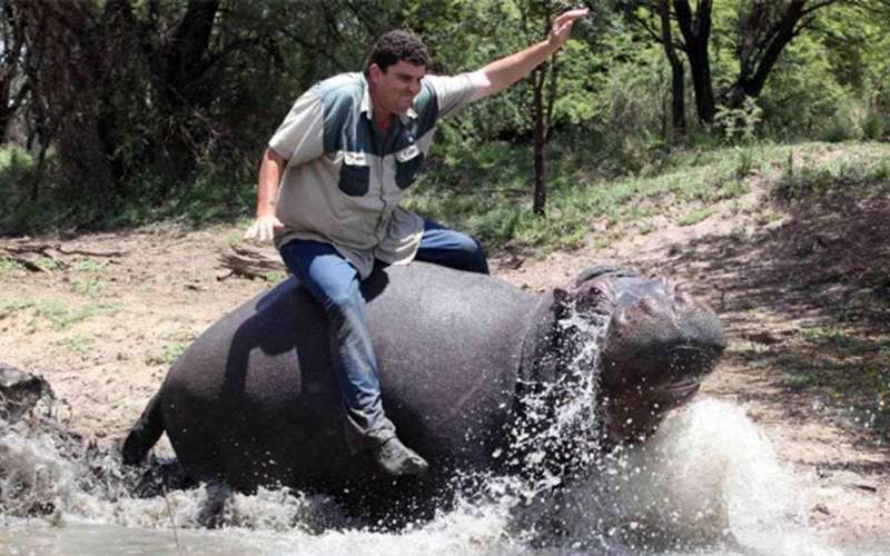 image for Pet Hippo Humphrey Mauls His Owner To Death