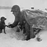 image for U.S soldier shakes hand with a dog in Luxembourg during the Battle of Bulge, 1944.