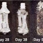 image for This is what happens to a hemp bottle after 80 days. Cannabis plastics are non-toxic and biodegradable.