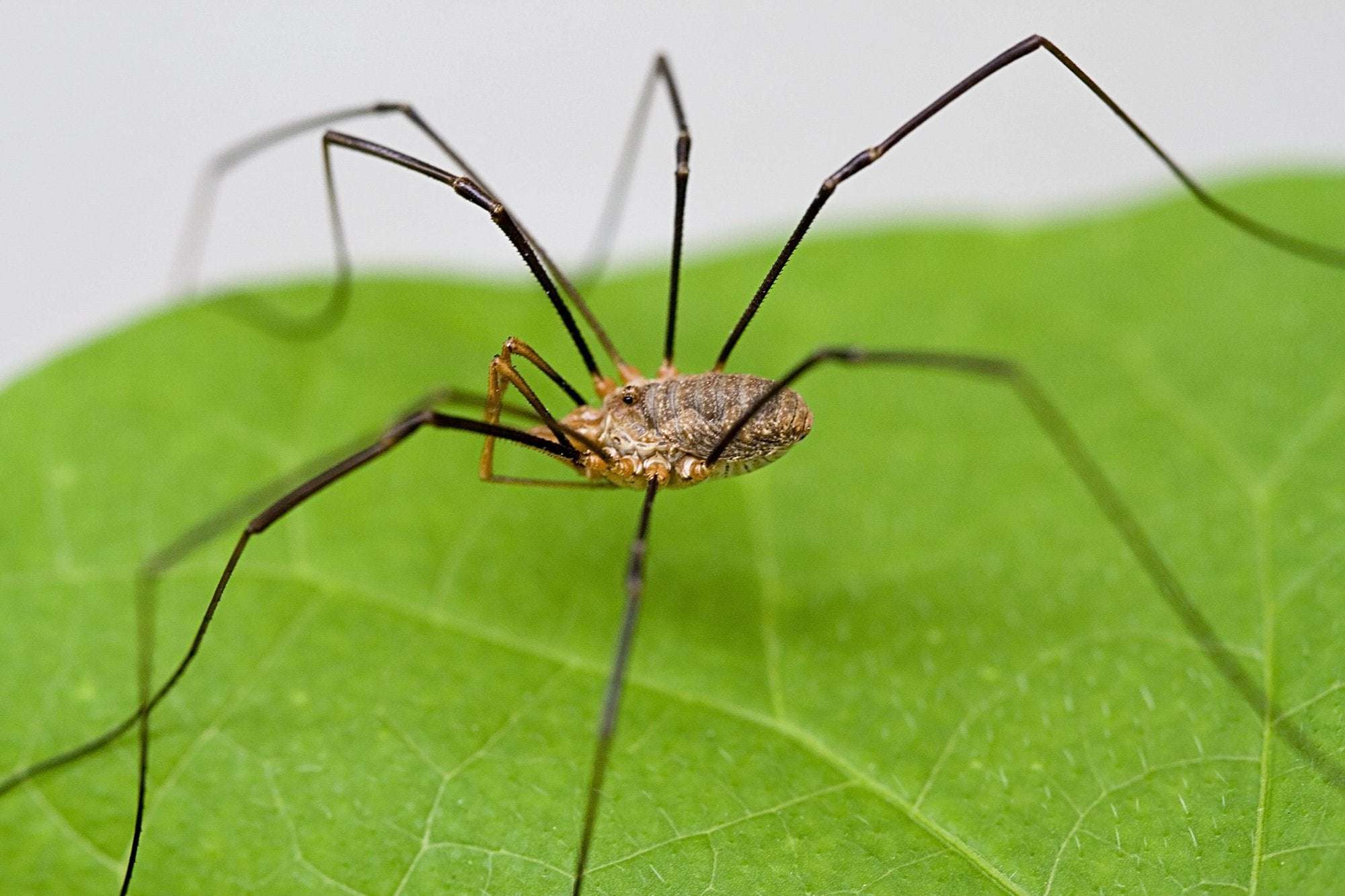image for Myth bashing: Are daddy longlegs spiders?