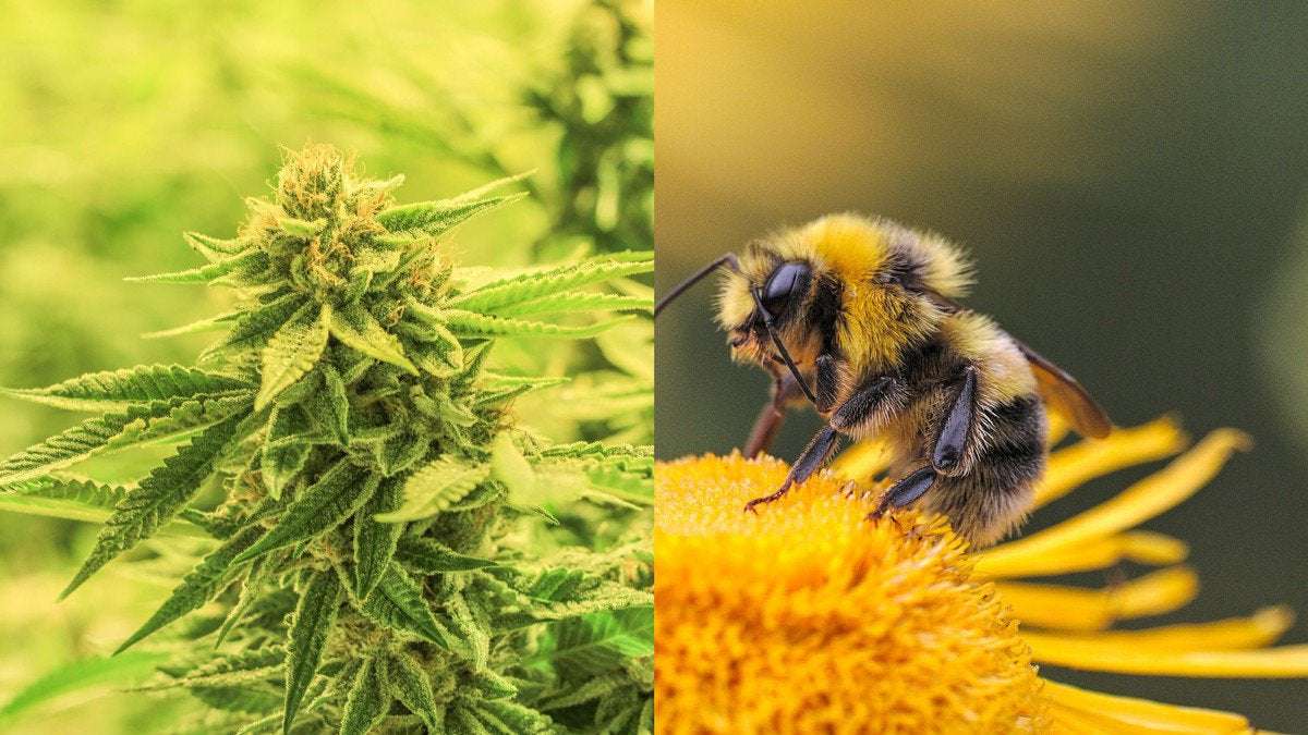 image for Study Finds Bees Don't Just Love Cannabis — it Can Also Help Save Their Dying Populations