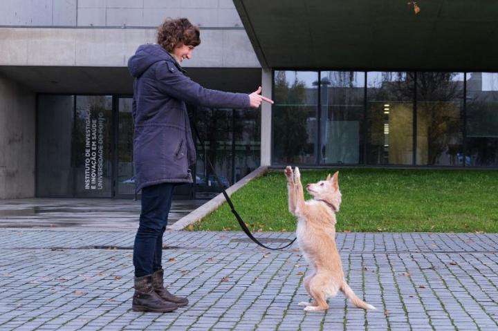 image for Training methods based on punishment compromise dog welfare
