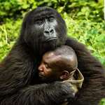 image for An orphan gorilla hugging a park ranger