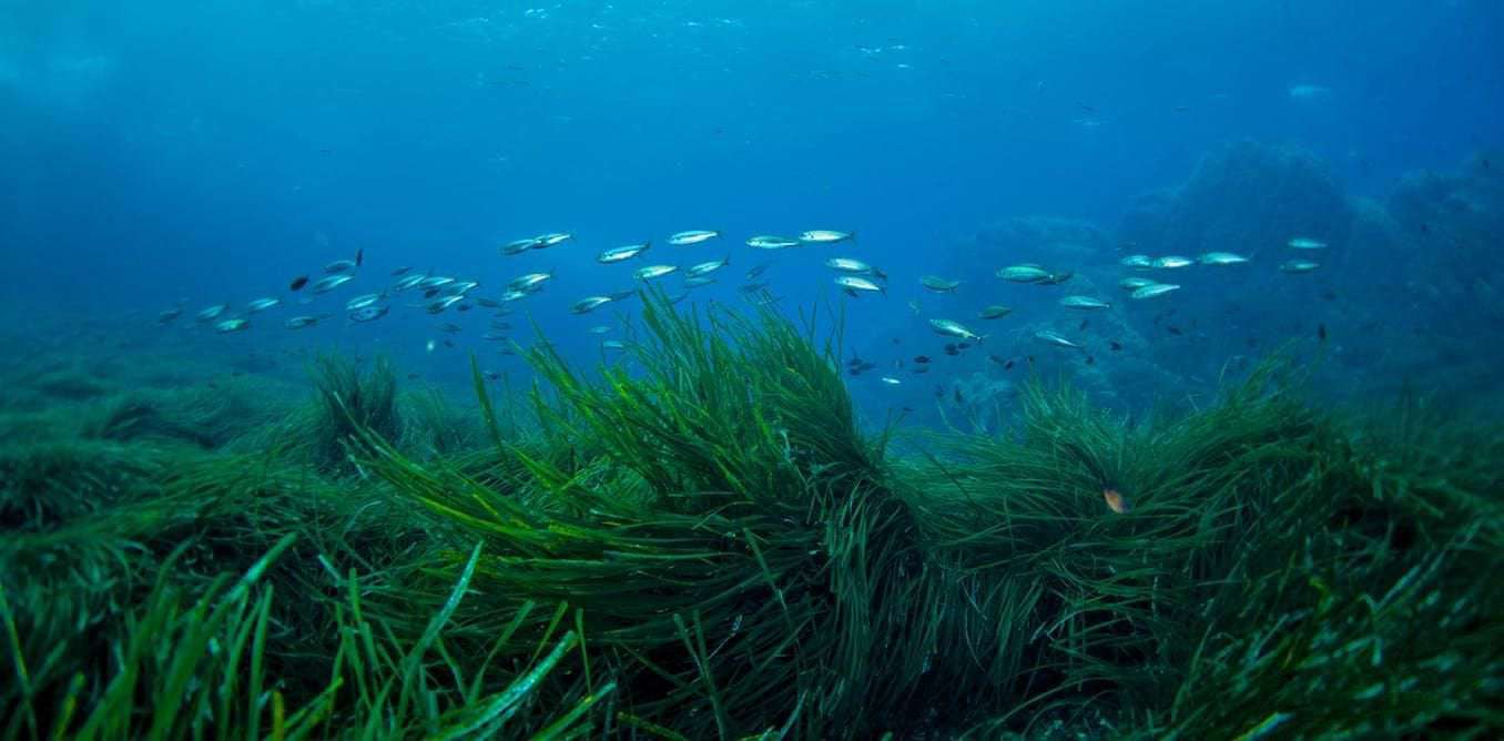 image for Underwater Meadows of Seagrass Could Be the Ideal Carbon Sinks