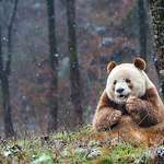 image for This is Qizai, the only Brown Panda known to exist. The name means “the seventh son” and he was found weak and neglected in a nature reserve in Qingling Mountains, China. He was brought to Foping Panda Valley were he is doing very well and recently met a partner this year!