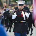 image for A final salute to a service dog from Marines due to terminal cancer