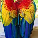 image for 🔥 Wings of a Scarlett Macaw