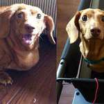 image for This little Dachshund went from 56 pounds down to a petite 9 pounds!