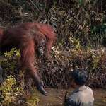 image for The incredible photo captures the moment an orangutan reached out to help a conservationist who appeared to be stuck in a river. The picture was taken in a conservation forest area in Borneo as the man searched for snakes in the river to protect apes living in the area.