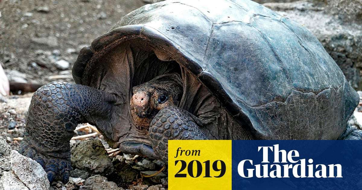image for Giant tortoise believed extinct for 100 years found in Galápagos