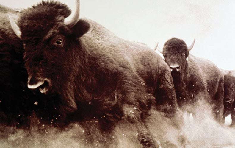 image for Bison “Vote” on the Direction They'd Like the Herd to Move
