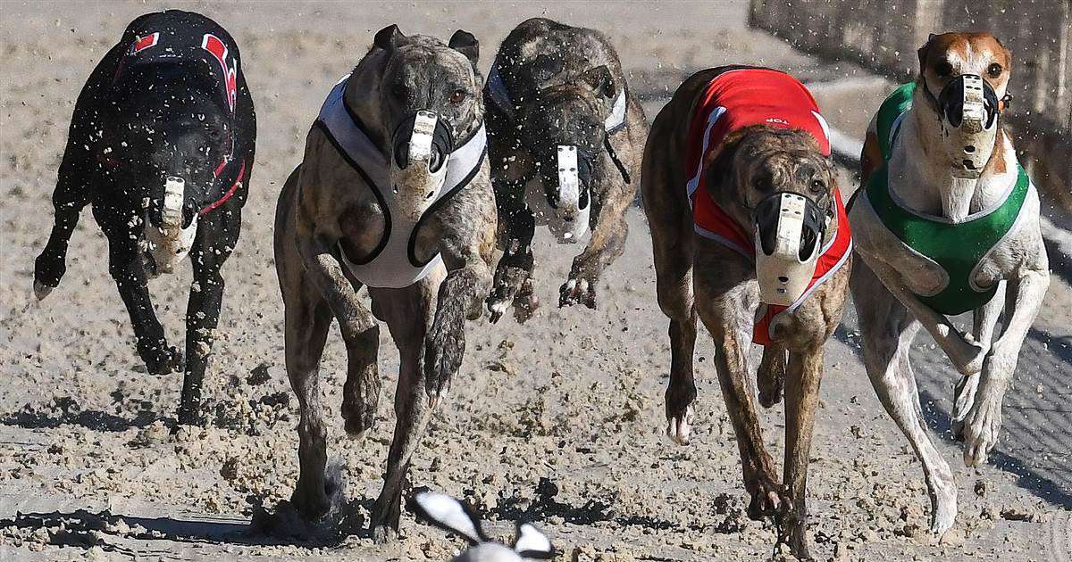 image for Dog days of Florida come to an end, with total demise of U.S. greyhound racing within sight