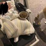 image for Their dog hasn’t eaten well since they brought their baby home - dog kept taking food into the living room and leaving it there. Someone suggested the dog might be worried the baby isn’t visibly eating, so is “feeding” the baby. They tried giving the baby a bowl of food at the same time. It worked!