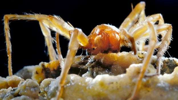 image for The bizarre beasts living in Romania's poison cave