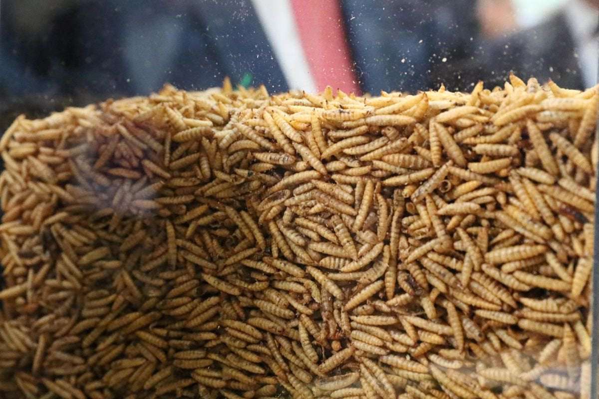 image for World’s Largest Insect Protein Farm Signals Future Of Food Supply